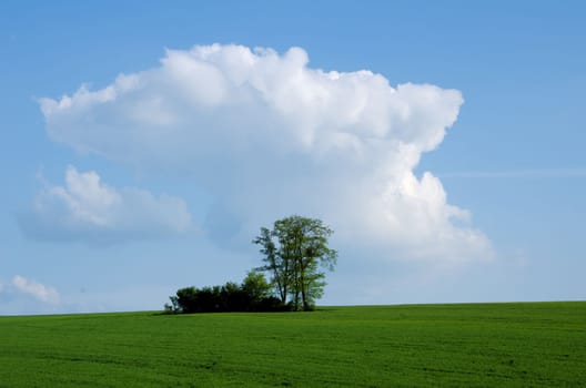 the green tree in the fields