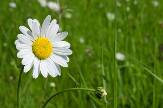 the daisy in the meadow