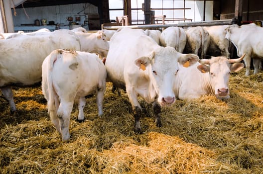 cows  to the stable