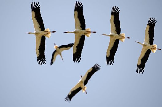 flight of storks