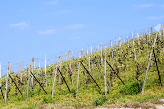 the vines