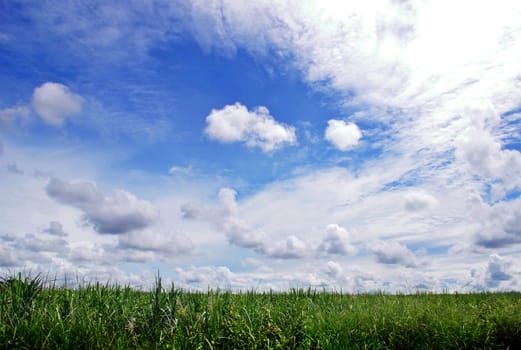 Green field and sky blue with cloud