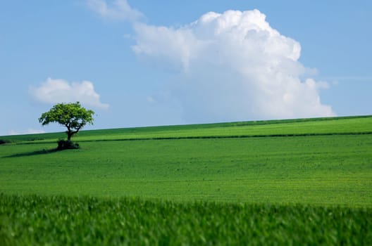 the green tree in the fields