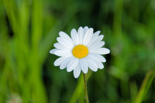 the daisy in the meadow
