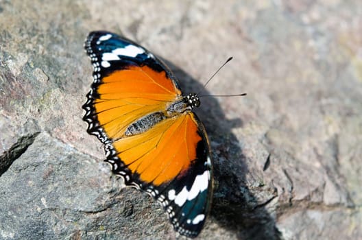 the beautiful butterfly with wings