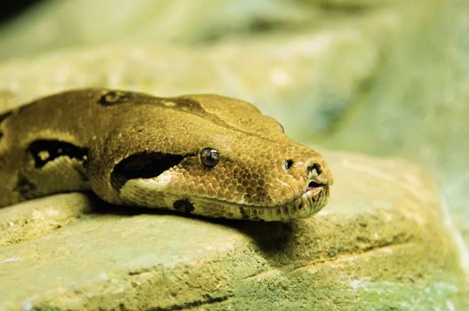 the python