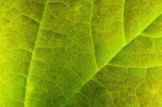 the green leaf