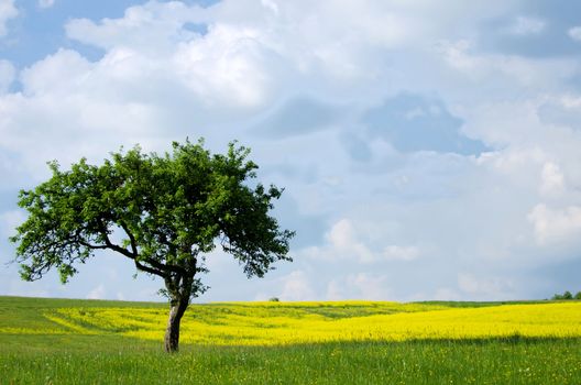 rape fields and trees