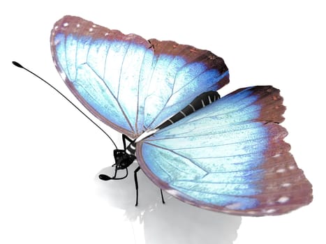 the beautiful butterfly with wings