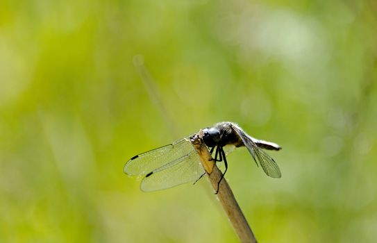 the dragonfly