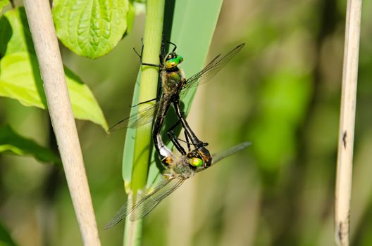 Dragonfly  coupling