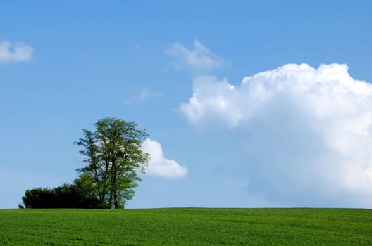 tree in a green field