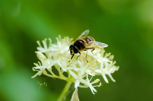 the  syrphid gathering nectar