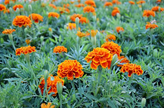 beautiful summer garden with yellow marigold