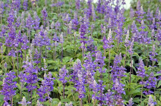 lavender flowers in the garden