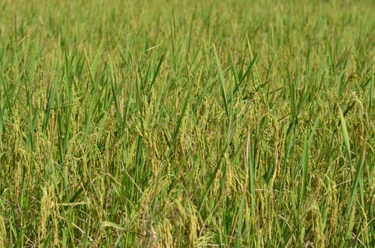 paddy rice in field ,Thailand