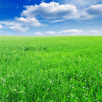 white  clouds and a green field