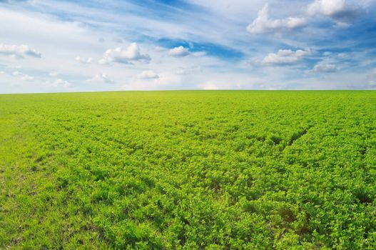 white  clouds and a green field