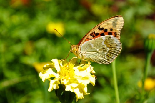 High brown fritillary (Fabriciana adippe) sitting on flower