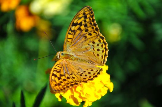 High brown fritillary (Fabriciana adippe) sitting on flower