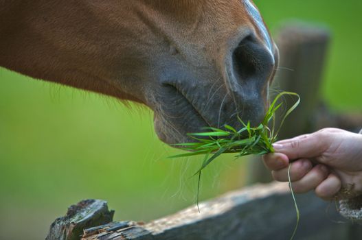 A brown horse eating grass from a women's hand