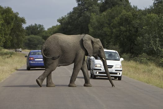 Elephant cross a road with cars very close, Kruger National Park