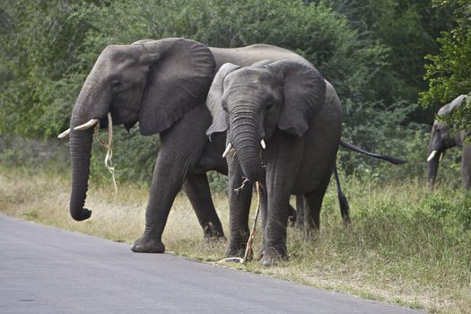 A herd of African Elephants crossing the road at the Kruger National Park in South Africa, 2010