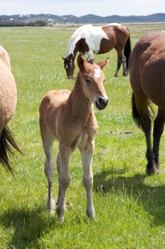 Brown horse and its foal, filly in a meadow