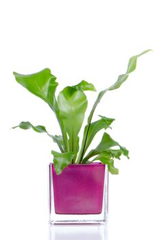 Houseplant in glass pot isolated on white background.