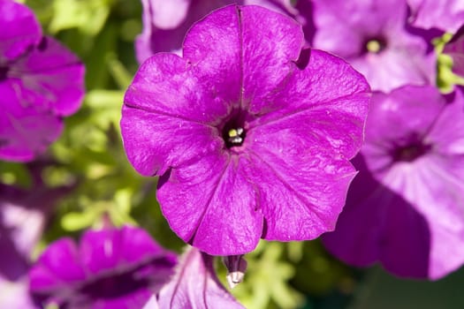 Is bright-violet flower on a green background