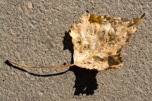 The fallen down leaf on asphalt