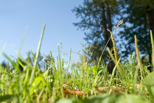 Green meadow grass close up on a sky background