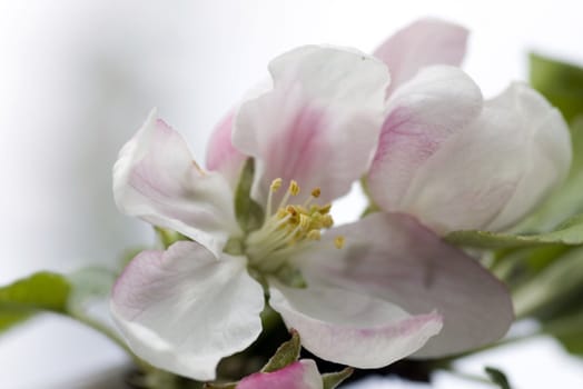Closeup of apple blossoms
