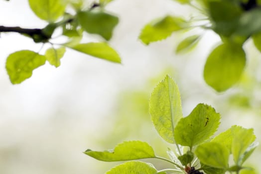 green leaves, shallow focus