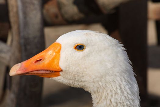 Close up of the white domestic goose head