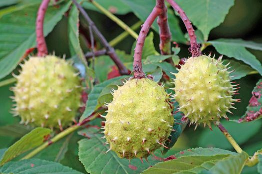 Close up of the green prickled chestnuts