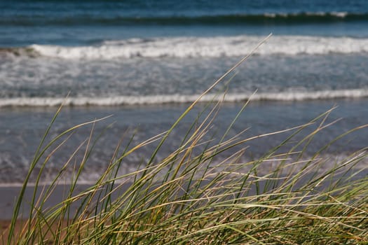 tall grass on the sand dunes in kerry ireland