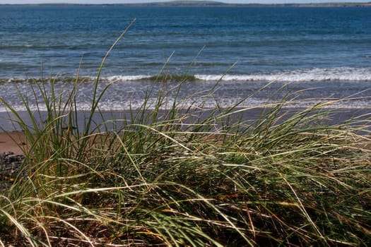 tall grass on the sand dunes in kerry ireland