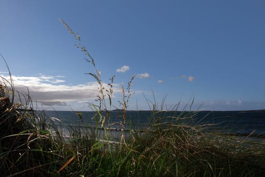 tall grass on the sand dunes in kerry ireland