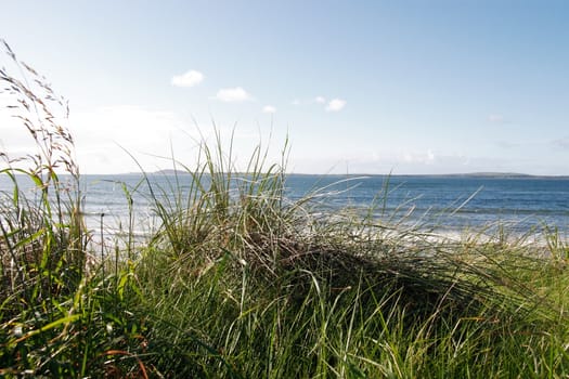tall grass on the sand dunes in kerry ireland