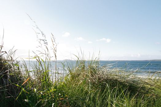 tall grass on the sand dunes in kerry ireland