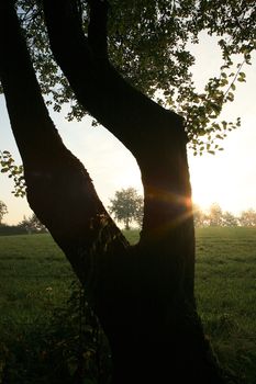 Morning with sunrise – Belgian meadow. 