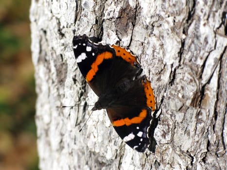 Butterfly on tree in an autumn forest