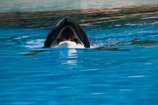 
Showing blue whales in the Oceanarium in Canada