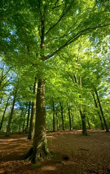 bright green sunny forest with brown floor