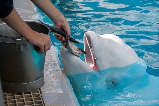 
Feeding the White Whales Oceanarium in Canada