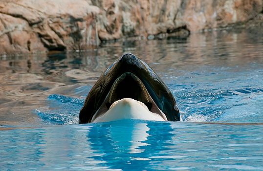 
Showing blue whales in the Oceanarium in Canada