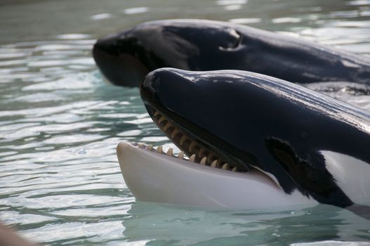 
Showing blue whales in the Oceanarium in Canada