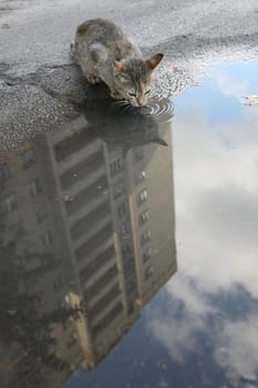 Homeless cat to drink water from a puddle