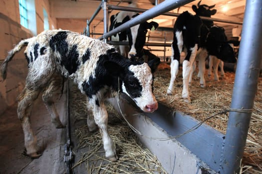 calf on the farm